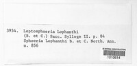 Leptosphaeria lophanthi image